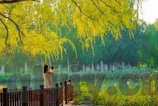 糖心vlog女主角有哪些-糖心Vlog，追寻女主角的多元形象